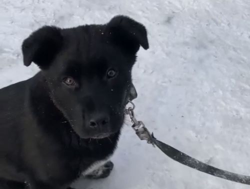 В Пестрецах потерялась собака, которую привезли из зоны СВО