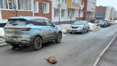 В Царево экологи помогли бобру вернуться в естественную среду обитания