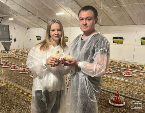 Супруги Александровы из Пестрецов успешно занимаются птицеводством