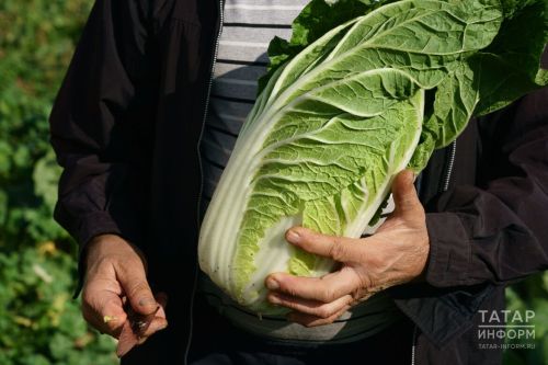 Названы продукты, которые сильнее всего подорожали за неделю в Татарстане