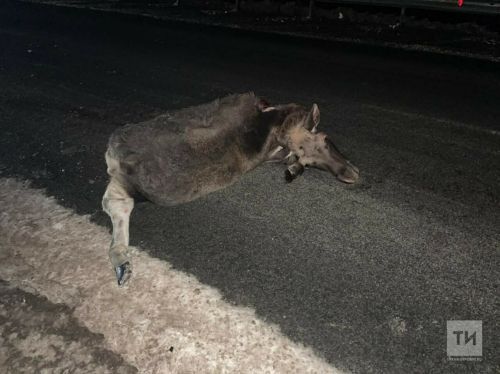 В Татарстане на трассах за день сбили двух лосей