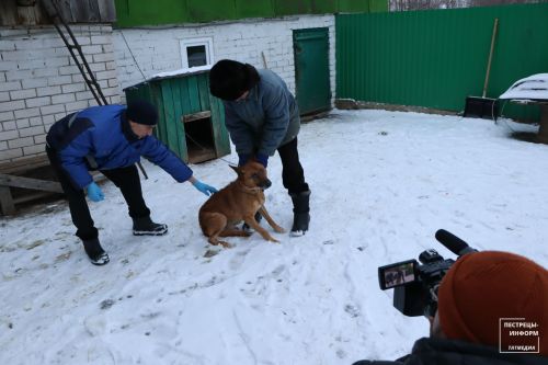 В Пестречинском районе проходит чипирование собак