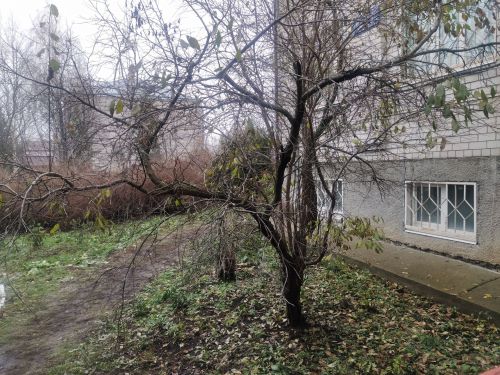 Какие работы выполнить в саду в ноябре