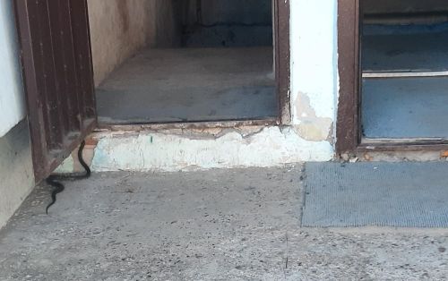 В Осиновском у жилого дома заметили змею