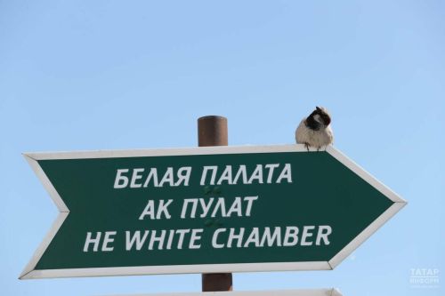 Жителей Татарстана приглашают принять участие в переписи воробьев