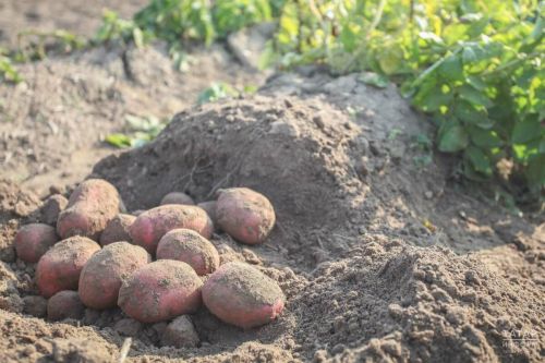 Садовод: на небольших участках картофель лучше убирать выборочно