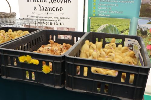 Приезд Рустама Минниханова