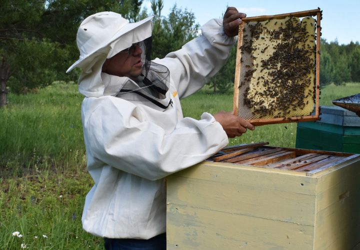 Все любят мед, да не каждый отважится завести пчел