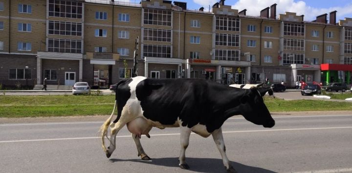 В Пестрецах был замечен скот гуляющий без присмотра