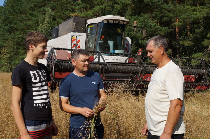 «Ак барс-Питрәч» хуҗалыгында уңышның яртысын җыйганнар