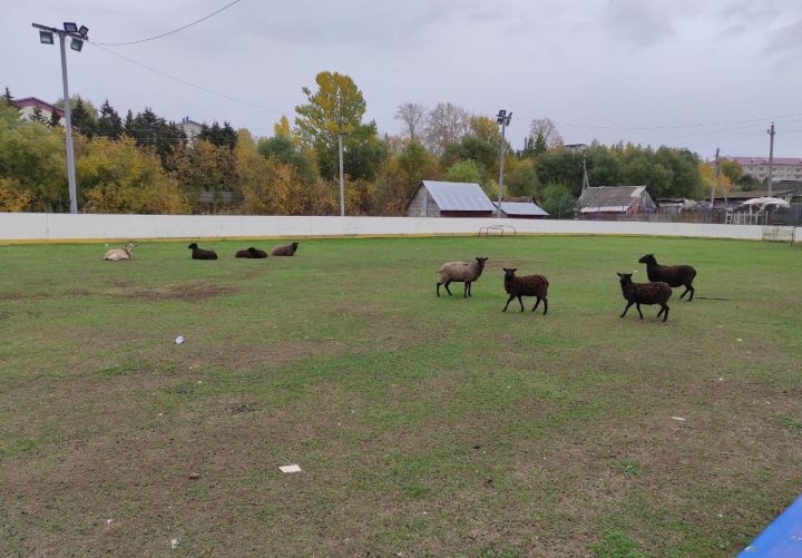 В Ленино-Кокушкино в парке заметили пасущихся бычков, а в хоккейной коробке – овец