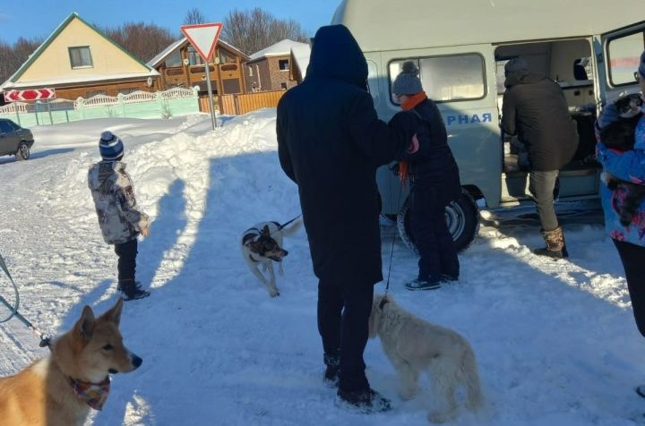 В Пестречинском районе продолжается бесплатная вакцинация собак и кошек от бешенства