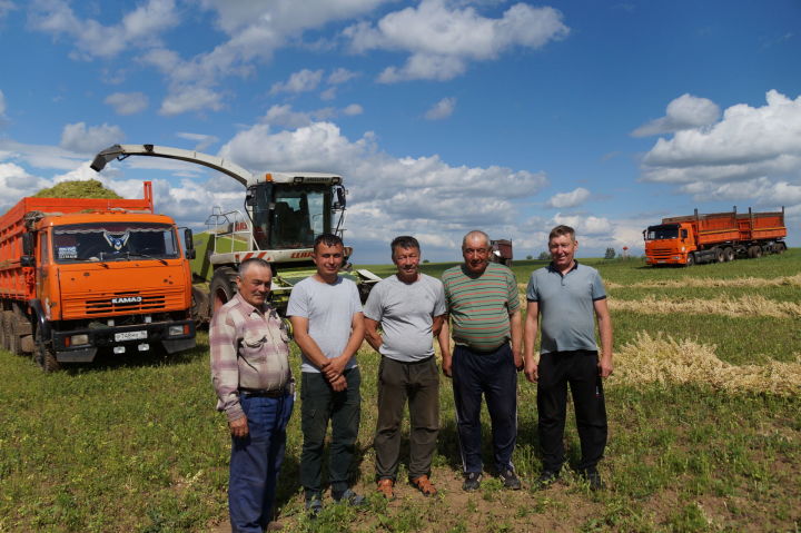 Питрәч районында терлек азыгы әзерләүгә керештеләр