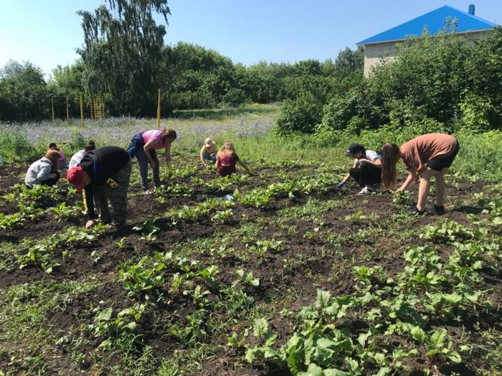 Колай мәктәбе укучылары җәйге ялларын күңелле һәм файдалы үткәрә