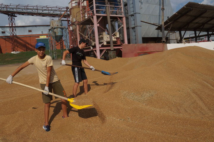 Ленино-кокушкинские школьники работают на зернотоке