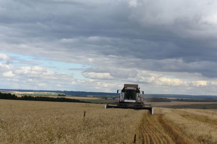 В Пестречинском районе завершается уборка зерновых и технических культур