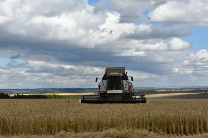 В Пестречинском районе завершается уборка зерновых и технических культур