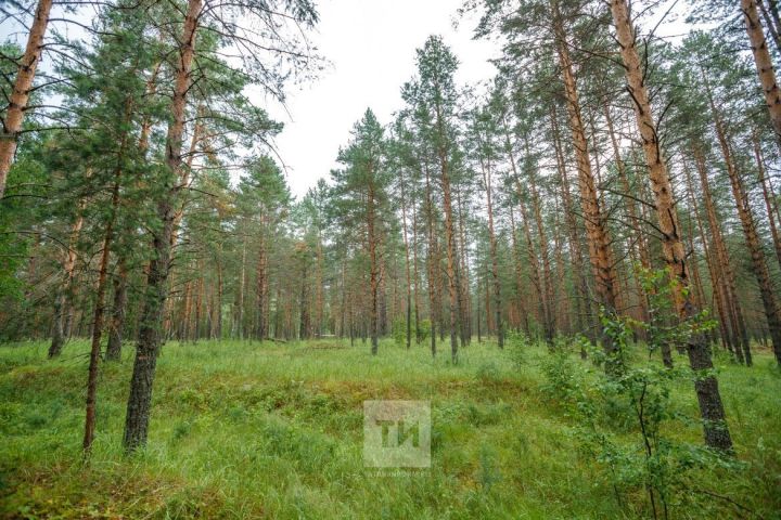 В Татарстане с середины января стартует лесная перепись