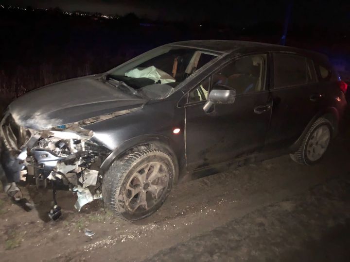 Три диких кабана погибли в ДТП в Пестречинском районе