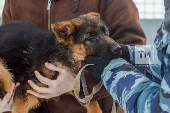 В РТ вводят ужесточения для владельцев домашних животных