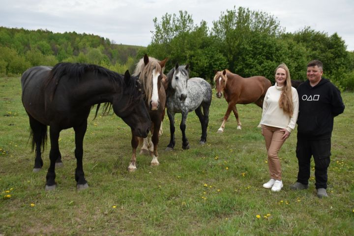 В Пестречинском районе насчитывается 439 лошадей