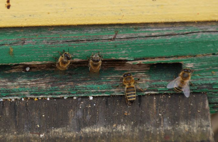 В Татарстане ограничен завоз пчел из-за опасного клеща