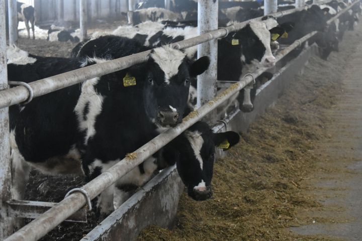 Татарстан примет всероссийский «конкурс красоты» среди коров