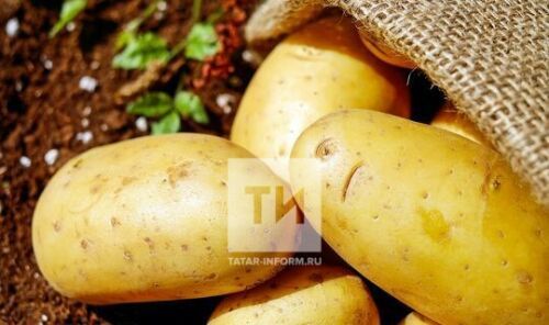 Питрәчлеләр бәрәңге уңышыннан канәгать