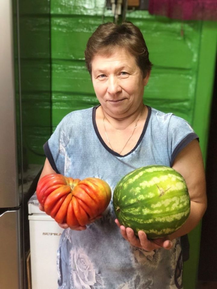 Керәшен Сәрдәсе авылыннан бакчачы: “Помидор һәм карбыз уңышы сөендерде”