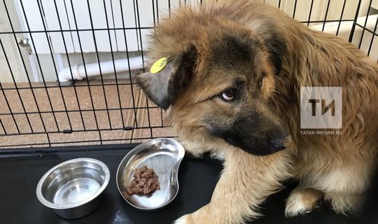 Минсельхоз ответил на сообщения о скором росте цен на корма для животных в России