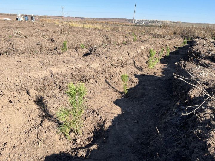 В Пестречинском районе посадили деревья