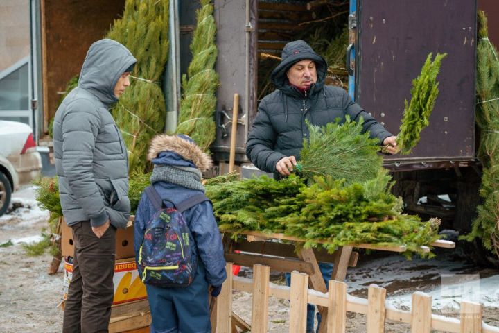 Как выбрать натуральную елку на Новый год