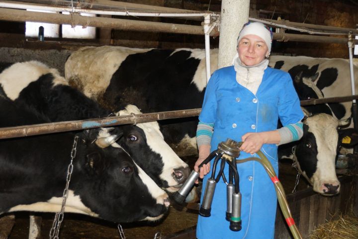 Питрәч районыннан Алия Хадыева: «Көн саен 40 сыер савам»