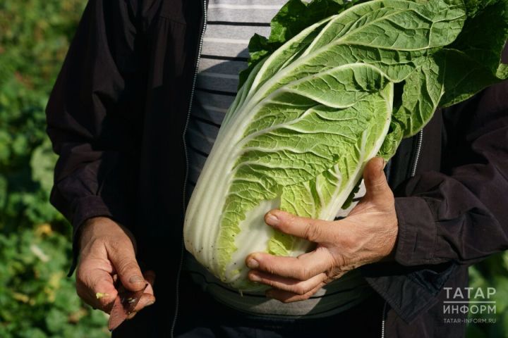 Названы продукты, которые сильнее всего подорожали за неделю в Татарстане