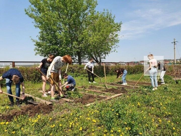 Какие работы предстоит выполнить в огороде в последний месяц лета
