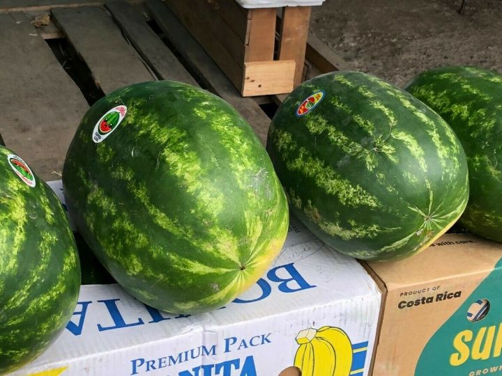В Роскачестве предупредили об опасности продающихся вдоль дорог арбузов