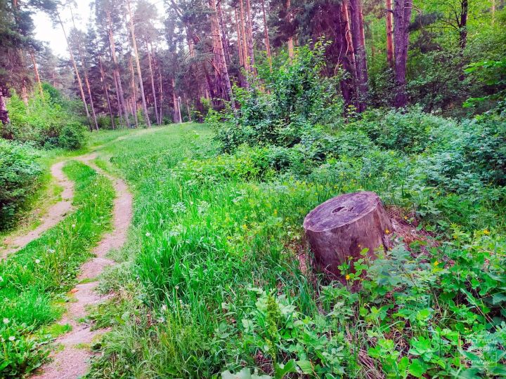 В Пестречинском районе ожидается переменная облачность