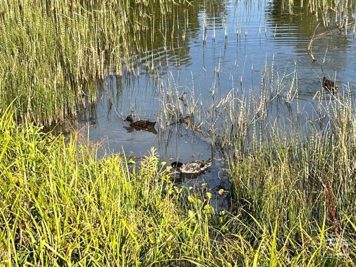 В Пестречинском районе прошел рейд по водоемам