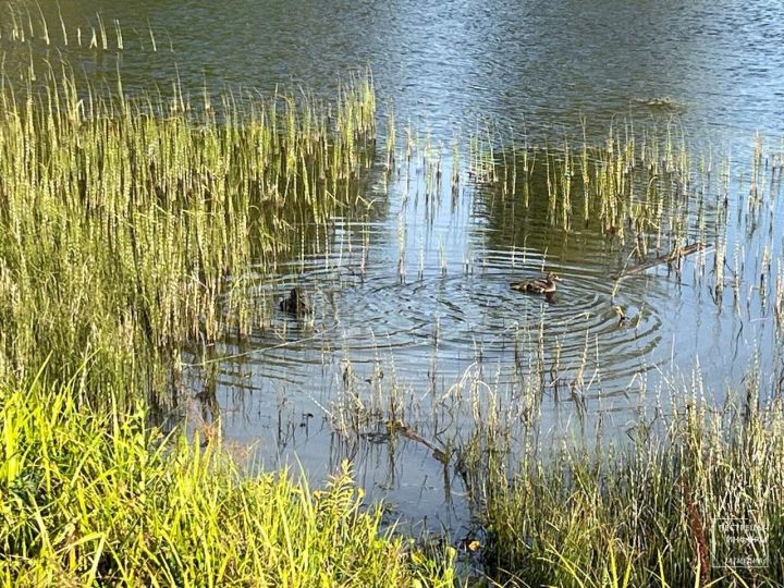 В Пестречинском районе прошел рейд по водоемам