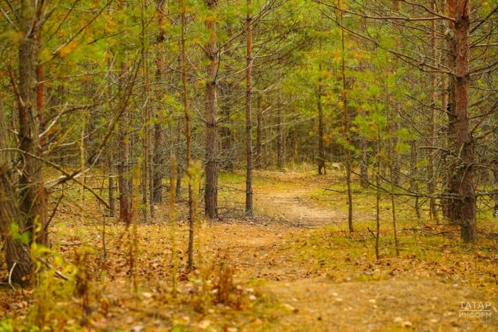 Пестречинцы могут предложить уникальные деревья для внесения в Национальный реестр