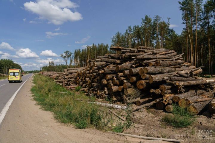 Юрист напомнил, почему нельзя брать поваленные деревья в лесу