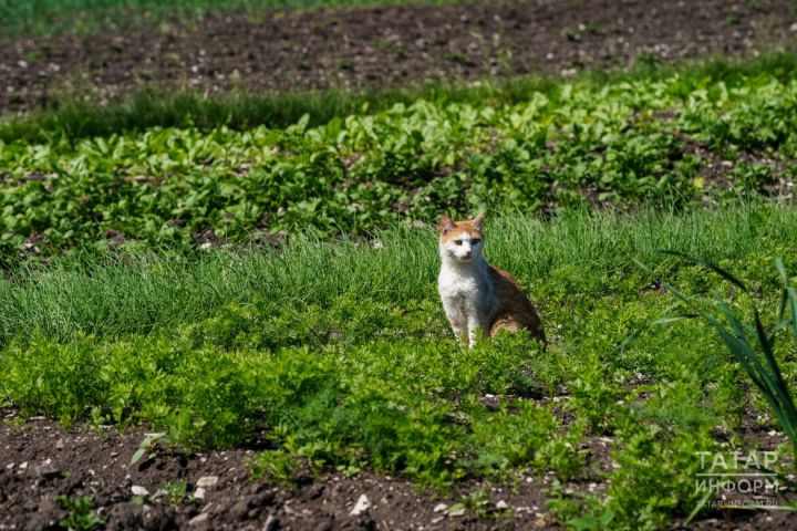Чем заняться в саду и огороде в первый месяц лета