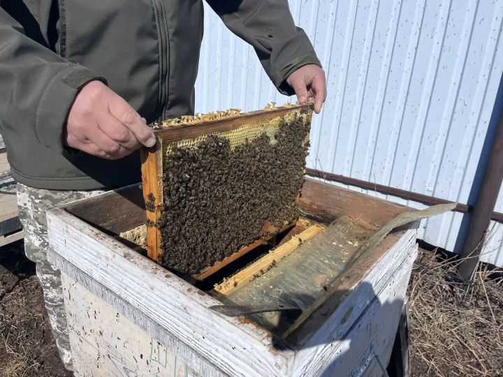 Мансур Файзуллин из деревни Пимери – о деле жизни и любимых насекомых