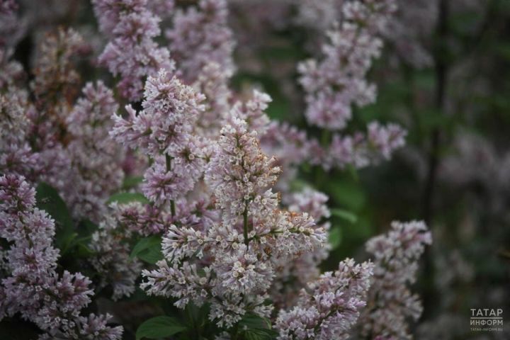 В Пестречинском районе 11 мая ожидается переменная облачность