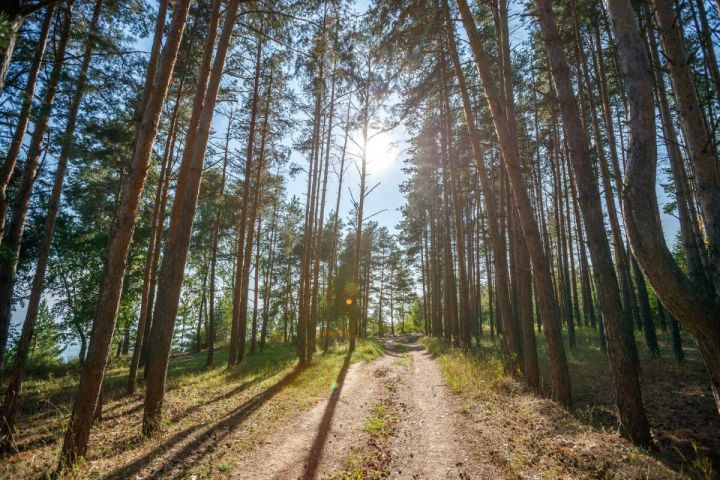 В лесах разрешили благоустраивать пешеходные тропы